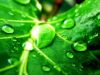 Ikonka uživatele Greeny