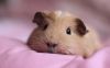 Ikonka uživatele Guinea Pig
