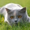 Ikonka uživatele GreyCat