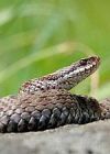 Ikonka uživatele Vipera